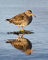 FJæreplytt - Purple sandpiper (Calidris maritima)